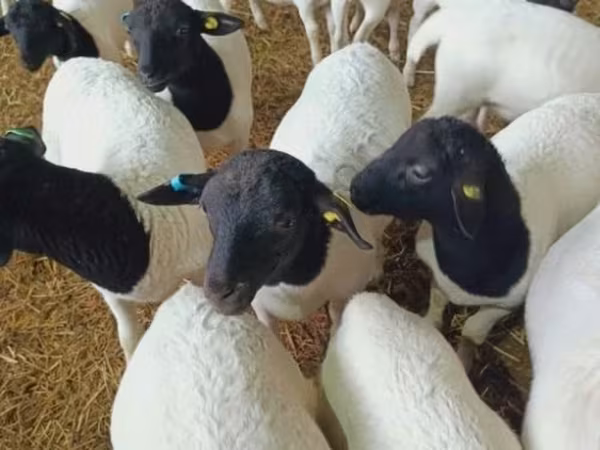 母羊, Dorper sheep