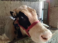 ثور, Russian Black pied cattle — الصورة 3