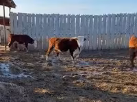 بقرة, Russian Black pied cattle — الصورة 3