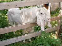 Cabra, Nubian Goat — foto 8