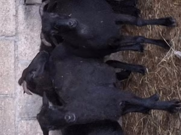 Oveja, Ovejas — Rusia