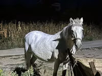 فرس, الخيول — الصورة 2