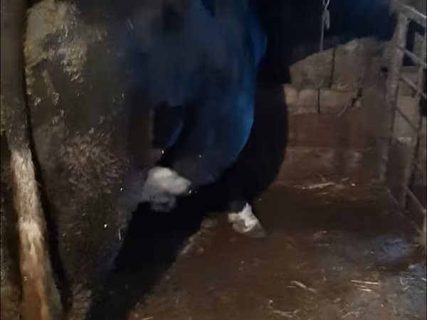 ثور, الماشية
