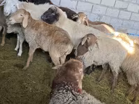 Sheep, Sheep — photo 1