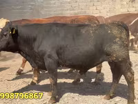 ხარი, წითელი ბელორუსული ძროხა — ფოტო 2