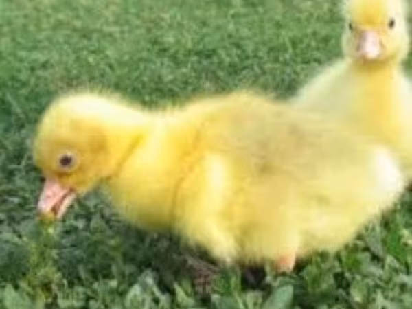 Geese — Russland