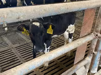 गाय, गोलस्टीन नस्ल — फ़ोटो 6