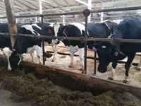Cow, Holstein breed — photo 3