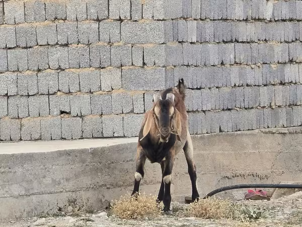 თხა, Nubian Goat