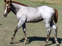 فرس, Quarter Horse — الصورة 8