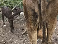 Cow, Simmental cattle — photo 4
