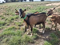 თხა, Alpine goat — ფოტო 1