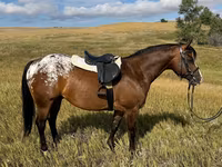 ცხენი, Horses of Sable Island — ფოტო 4