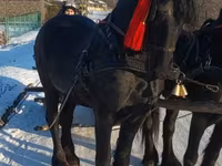 Horse (M), Friesian — photo 4