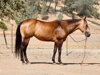 Hengst, Quarter Horse — Foto 3
