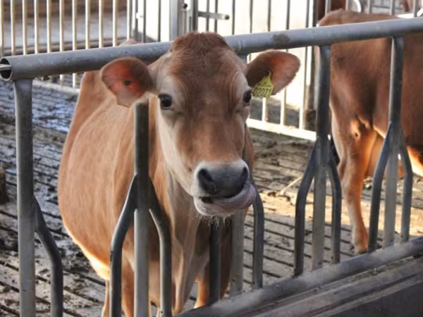 Vaca, Raza Holstein — Rusia