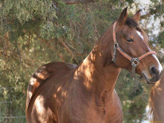 Abyssinian horse