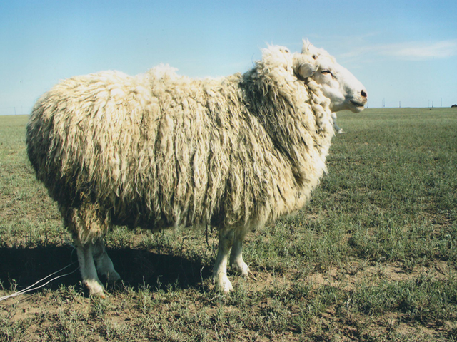 Akzhaik sheep