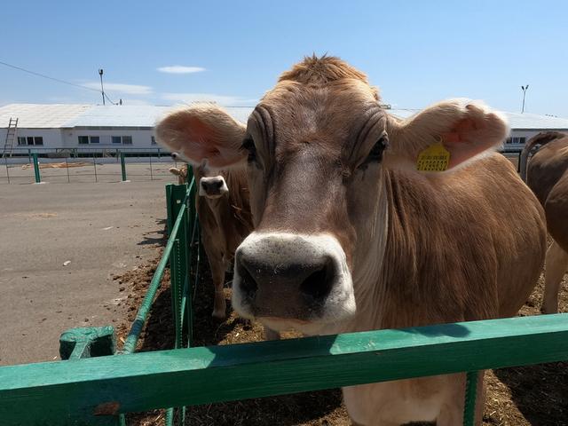 Alatau breed