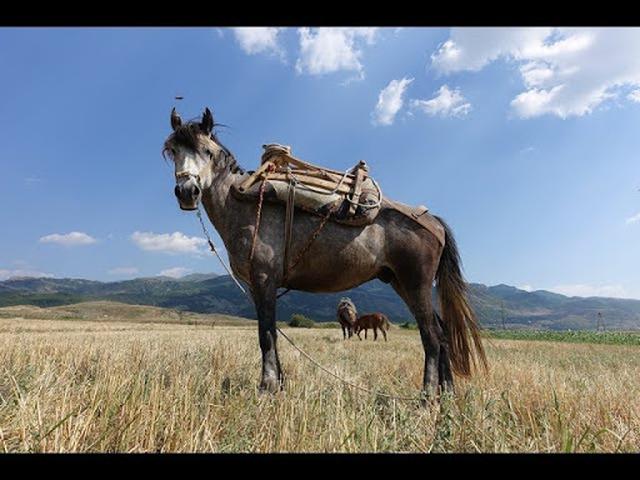 Албанская лошадь