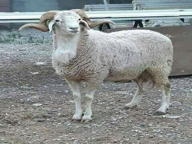 Algerian Arab sheep