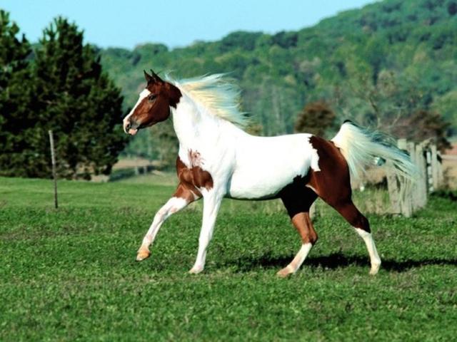 Американский пейнтхорс