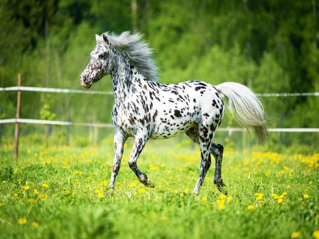 Appaloosa