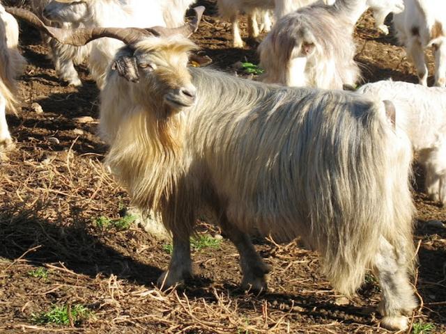 Argentata dell’ Etna goat