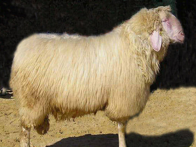Armenian Semicoarsewool sheep