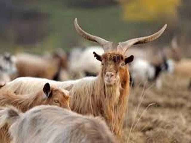 Aspromonte goat