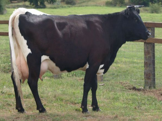 Auliyeatinskaya breed