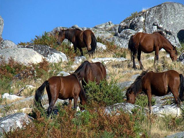 Азорская лошадь