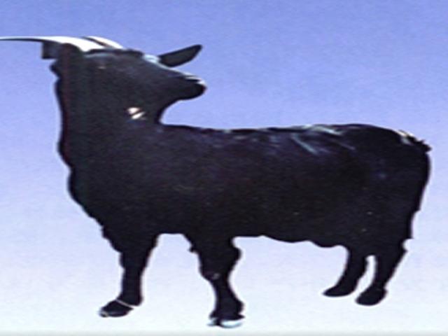 Байю чёрная коза