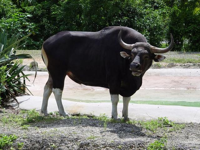 Banteng