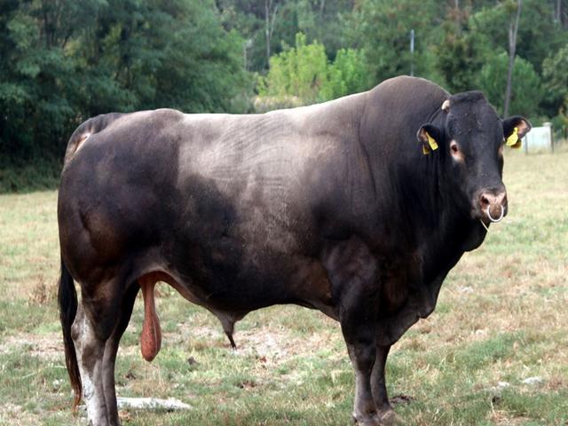 ბაზადეზ