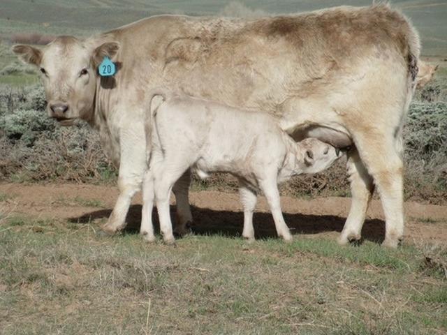 Buffalo
