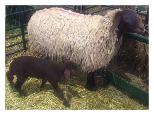 Beni Guli sheep