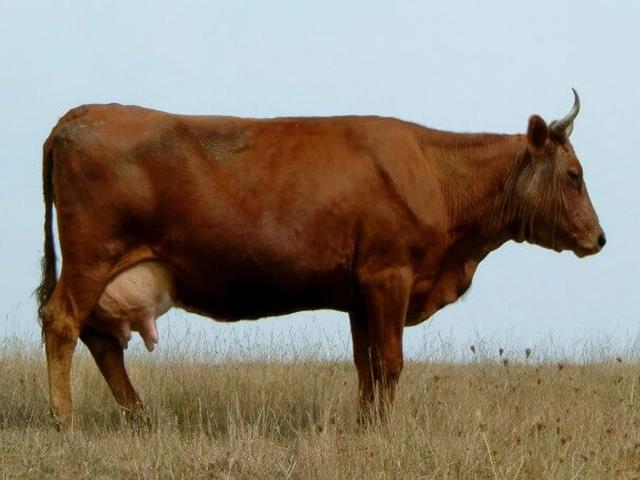 Bestuzhev breed