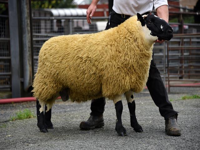 Beulah Speckled face sheep