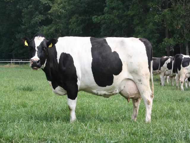 Vaca holandesa (Extinta)