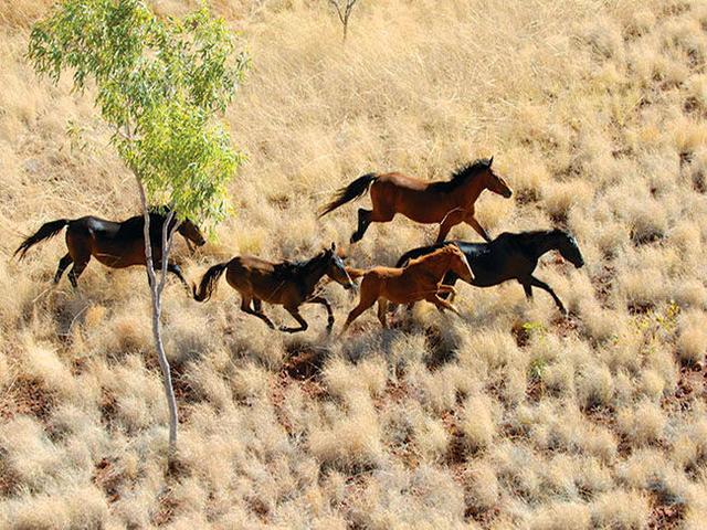 Brumby