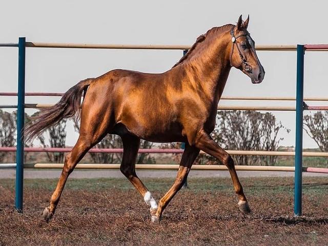 Budyonny horse
