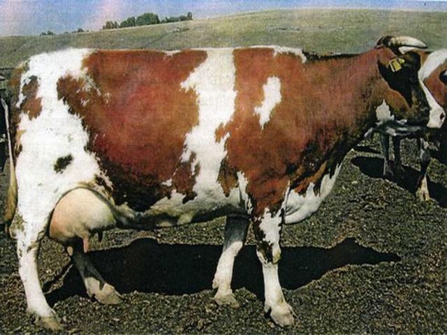 Tipo de fábrica de Bukovina de la vaca ucraniana roja y moteada.