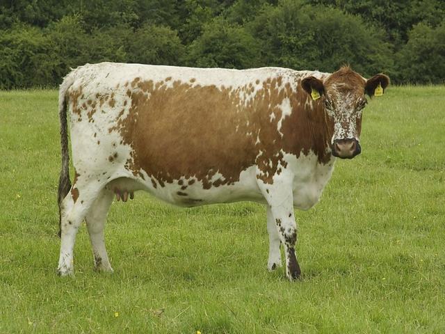 Vaca Bushuevskaya