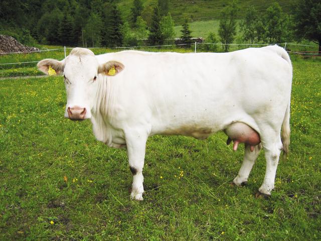 Carinthian White Cow