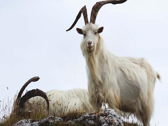 Cashmere goats