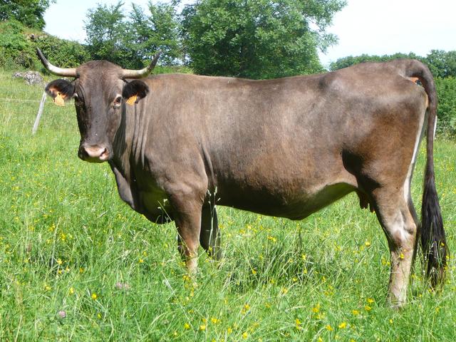 Cast cow