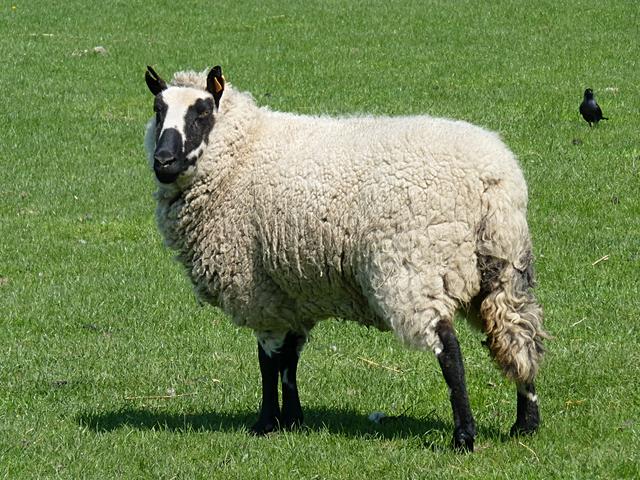 Cerry Hill sheep