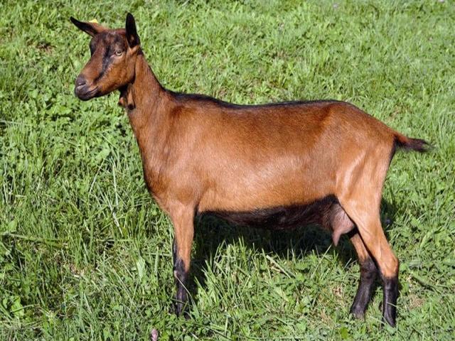 Альпийская серна коза