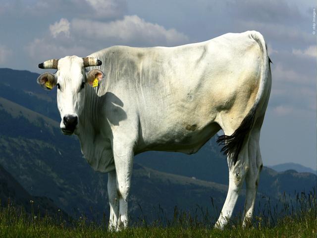 Vaca Kian.